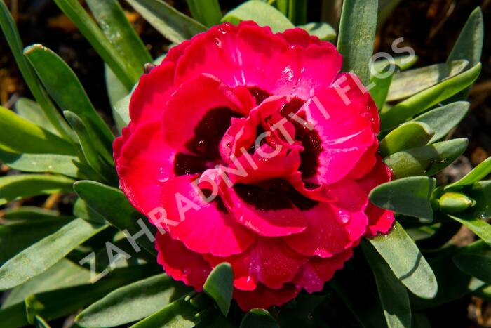 Hvozdík, karafiát 'Early Love' - Dianthus caryophyllus 'Early Love'