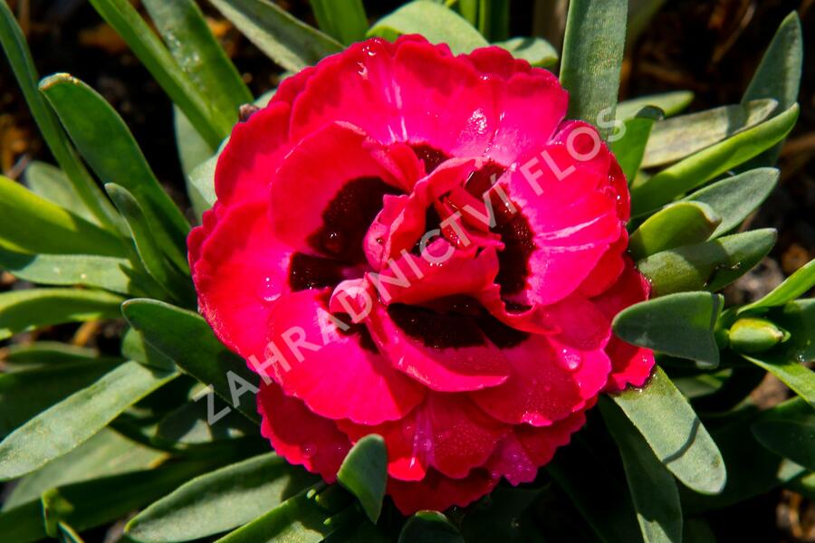 Hvozdík, karafiát 'Early Love' - Dianthus caryophyllus 'Early Love'