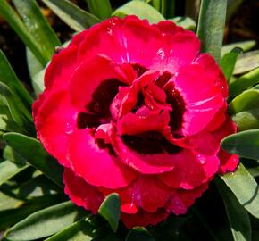 Hvozdík 'Early Love' - Dianthus 'Early Love'