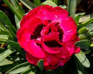 Hvozdík karafiát 'Early Love'