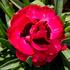 dianthus-early-love.jpg