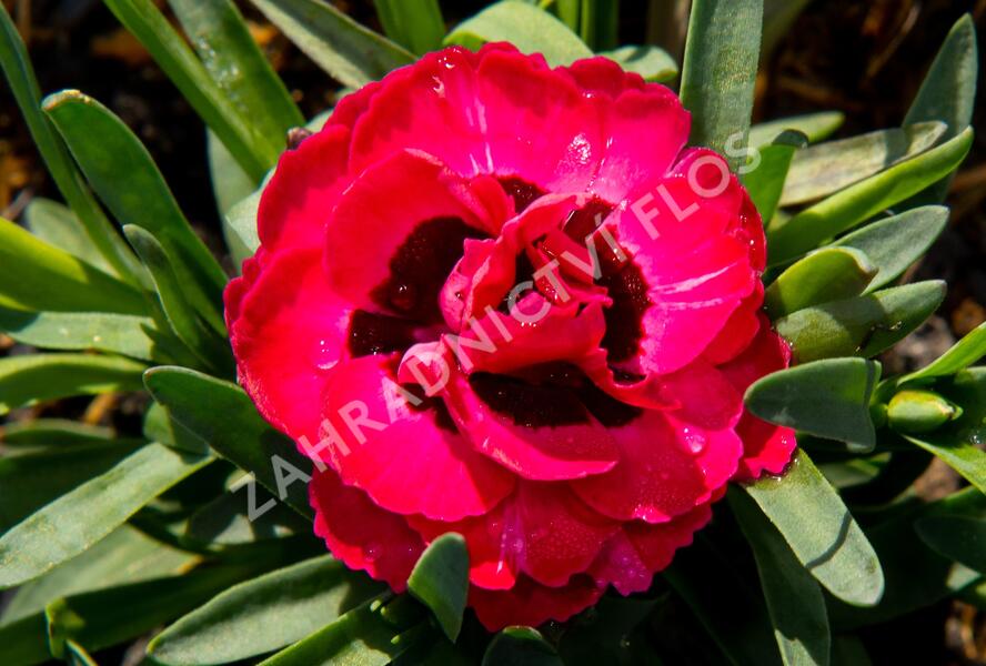 Hvozdík karafiát 'Early Love' - Dianthus caryophyllus 'Early Love'