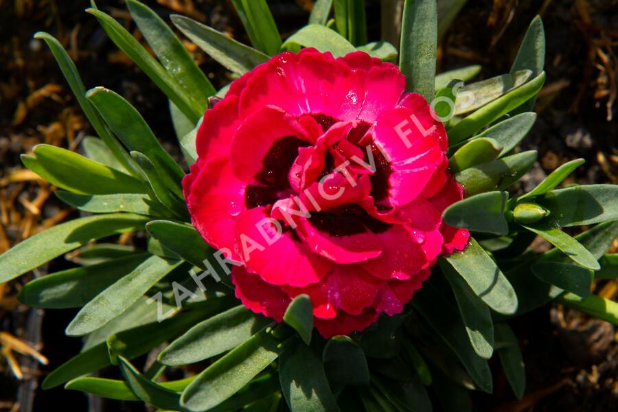 Hvozdík, karafiát 'Early Love' - Dianthus caryophyllus 'Early Love'