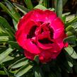 Hvozdík 'Early Love' - Dianthus 'Early Love'