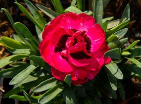 Hvozdík karafiát 'Early Love' - Dianthus caryophyllus 'Early Love'