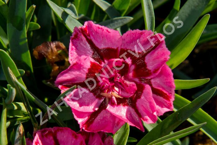 Hvozdík 'Diantica Raspberry Cream' - Dianthus 'Diantica Raspberry Cream'