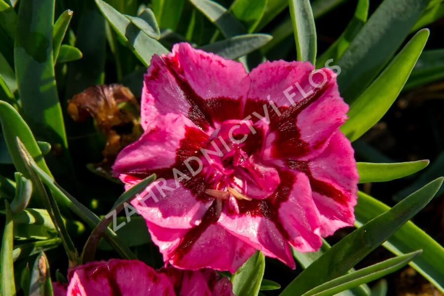 Hvozdík 'Diantica Raspberry Cream' - Dianthus 'Diantica Raspberry Cream'