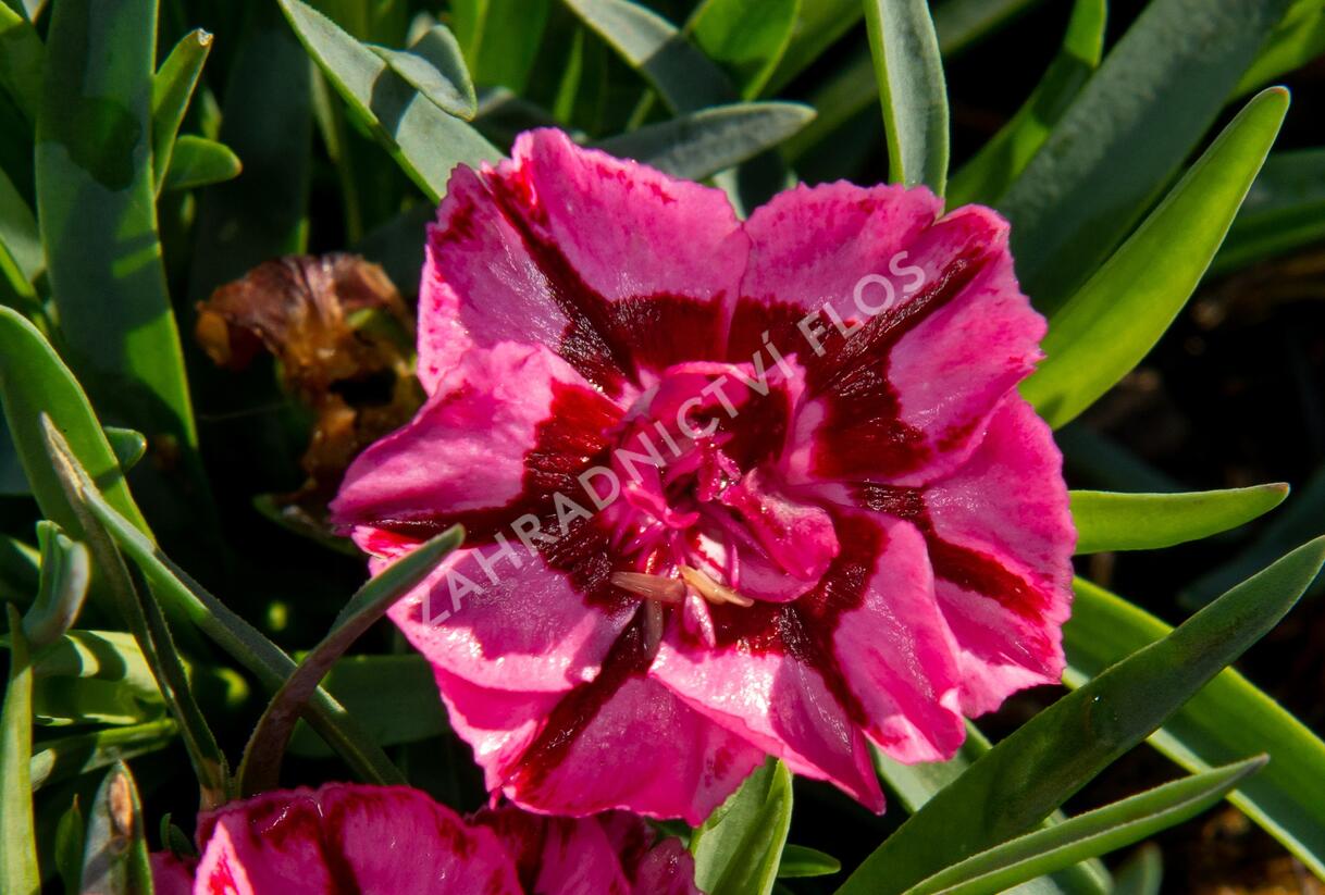Hvozdík 'Diantica Raspberry Cream' - Dianthus 'Diantica Raspberry Cream'