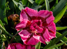 Hvozdík 'Diantica Raspberry Cream' - Dianthus 'Diantica Raspberry Cream'