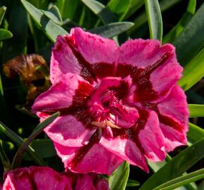 Hvozdík 'Diantica Raspberry Cream' - Dianthus 'Diantica Raspberry Cream'