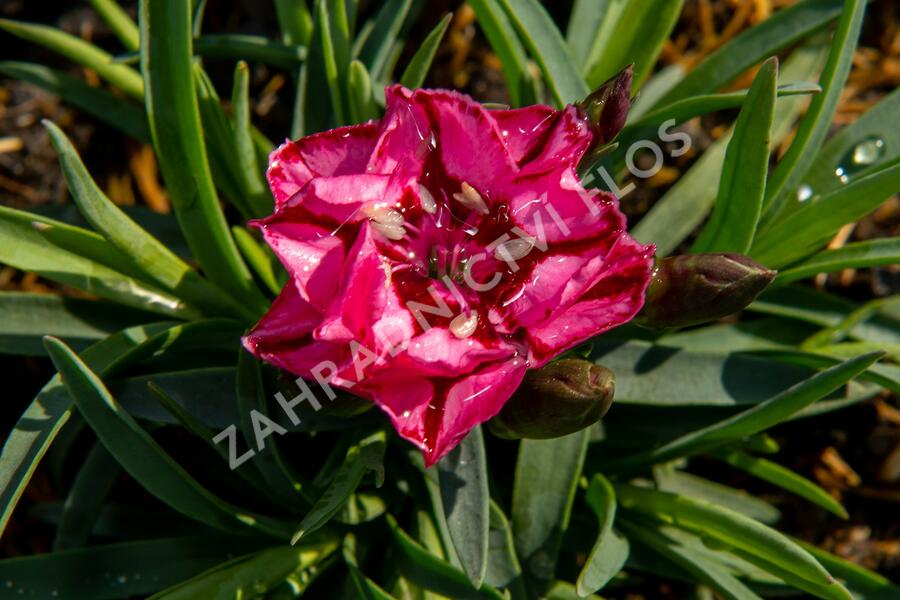 Hvozdík 'Diantica Raspberry Cream' - Dianthus 'Diantica Raspberry Cream'