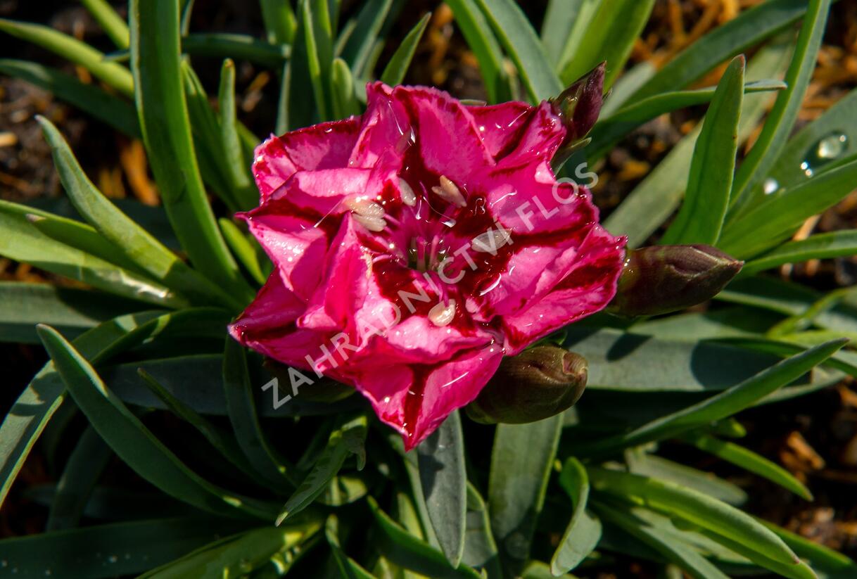 Hvozdík 'Diantica Raspberry Cream' - Dianthus 'Diantica Raspberry Cream'