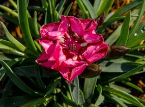 Hvozdík 'Diantica Raspberry Cream' - Dianthus 'Diantica Raspberry Cream'