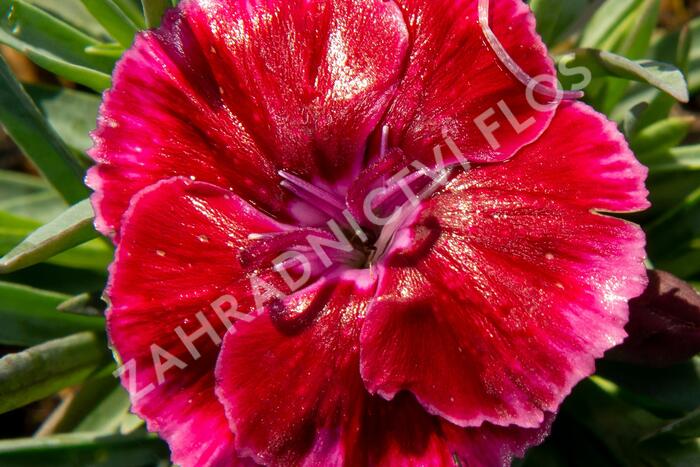 Hvozdík 'Diantica Strawberry Cream' - Dianthus 'Diantica Strawberry Cream'