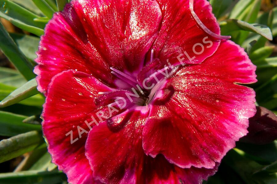 Hvozdík 'Diantica Strawberry Cream' - Dianthus 'Diantica Strawberry Cream'