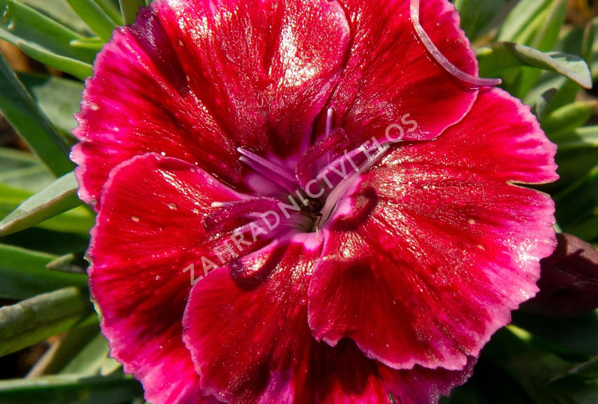 Hvozdík 'Diantica Strawberry Cream' - Dianthus 'Diantica Strawberry Cream'
