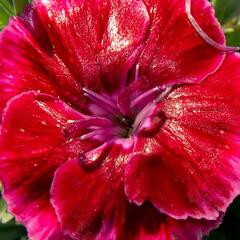 Hvozdík 'Diantica Strawberry Cream' - Dianthus 'Diantica Strawberry Cream'