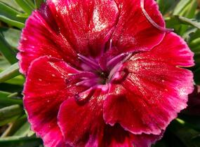 Hvozdík 'Diantica Strawberry Cream' - Dianthus 'Diantica Strawberry Cream'