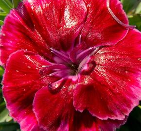 Hvozdík 'Diantica Strawberry Cream' - Dianthus 'Diantica Strawberry Cream'