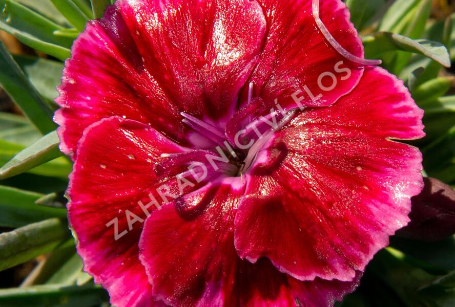 Hvozdík 'Diantica Strawberry Cream' - Dianthus 'Diantica Strawberry Cream'