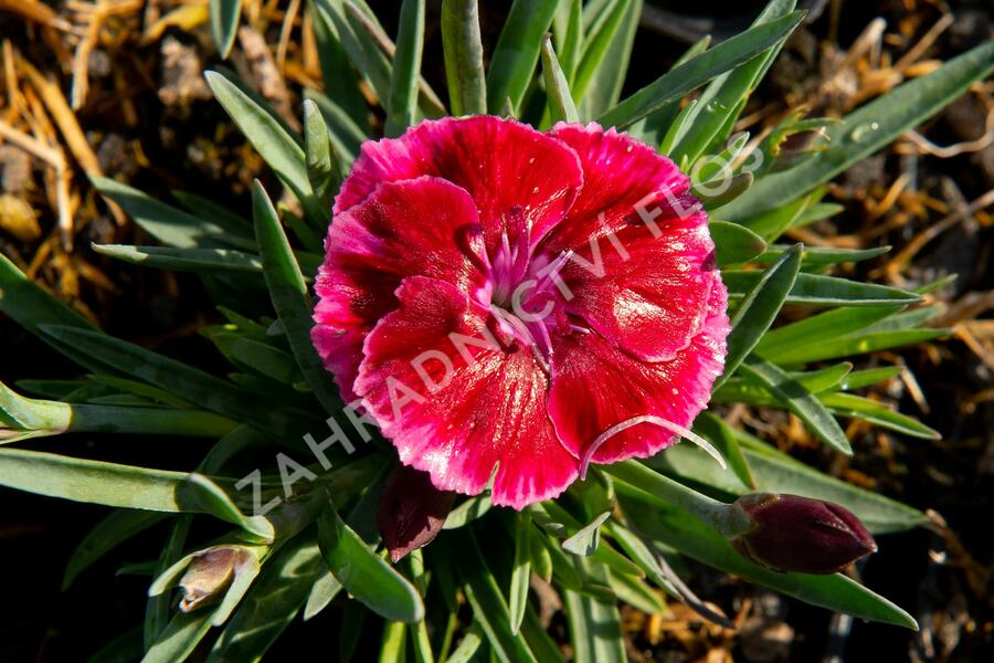 Hvozdík 'Diantica Strawberry Cream' - Dianthus 'Diantica Strawberry Cream'