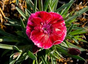 Hvozdík 'Diantica Strawberry Cream' - Dianthus 'Diantica Strawberry Cream'