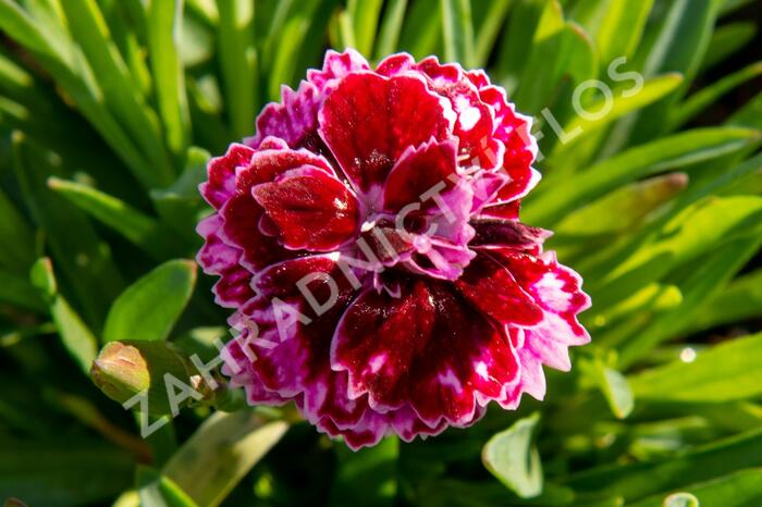 Hvozdík 'Diantica Lilac Eye' - Dianthus 'Diantica Lilac Eye'