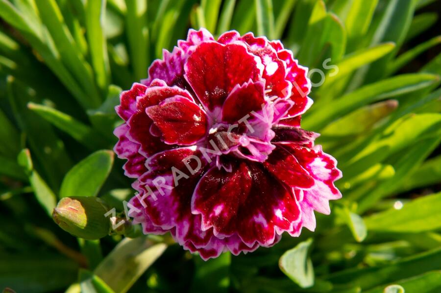 Hvozdík 'Diantica Lilac Eye' - Dianthus 'Diantica Lilac Eye'