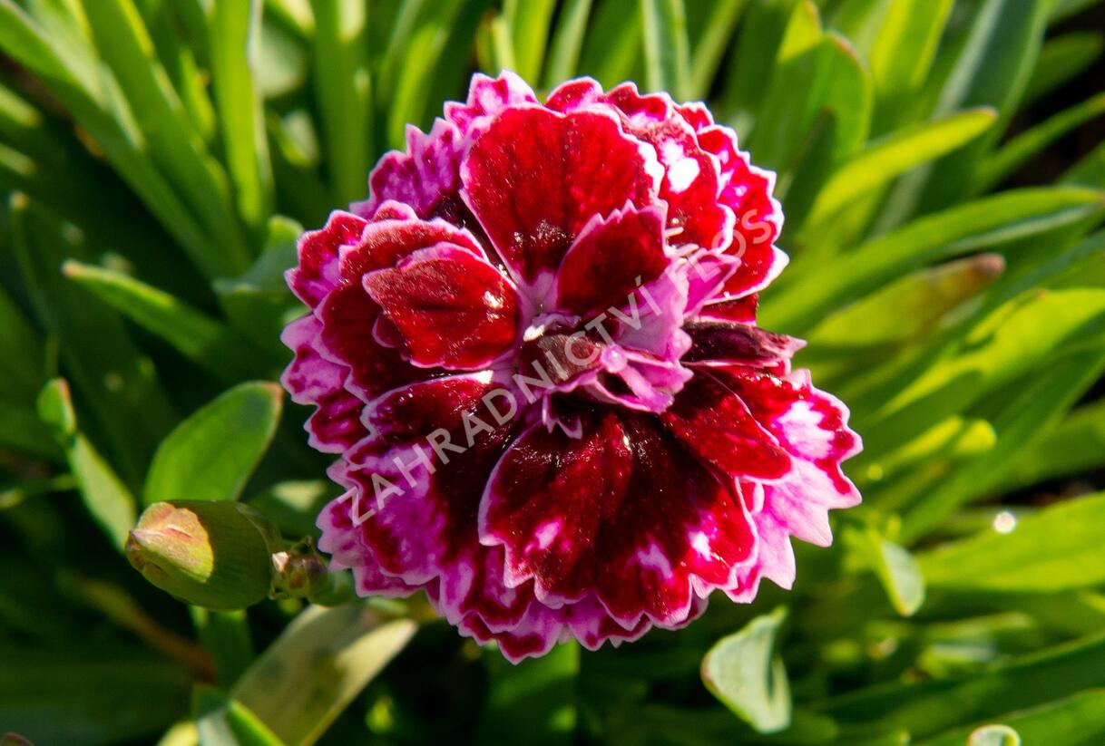 Hvozdík 'Diantica Lilac Eye' - Dianthus 'Diantica Lilac Eye'