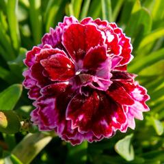 Hvozdík 'Diantica Lilac Eye' - Dianthus 'Diantica Lilac Eye'