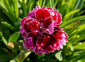 Hvozdík 'Diantica Lilac Eye' - Dianthus 'Diantica Lilac Eye'