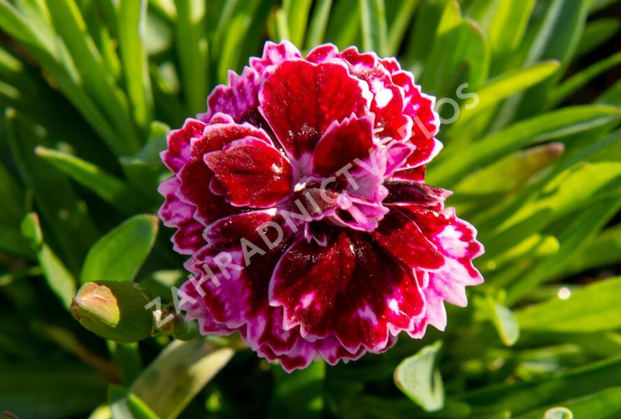 Hvozdík 'Diantica Lilac Eye' - Dianthus 'Diantica Lilac Eye'