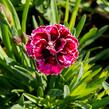 Hvozdík 'Diantica Lilac Eye' - Dianthus 'Diantica Lilac Eye'