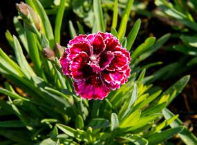 Hvozdík 'Diantica Lilac Eye' - Dianthus 'Diantica Lilac Eye'