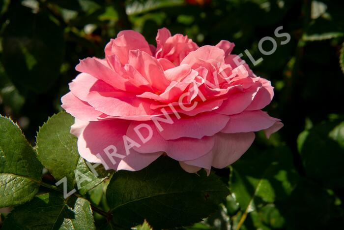 Růže mnohokvětá Kordes 'Rosenfee' - Rosa MK 'Rosenfee'