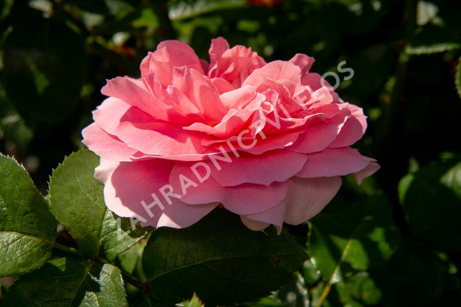 Růže mnohokvětá Kordes 'Rosenfee' - Rosa MK 'Rosenfee'