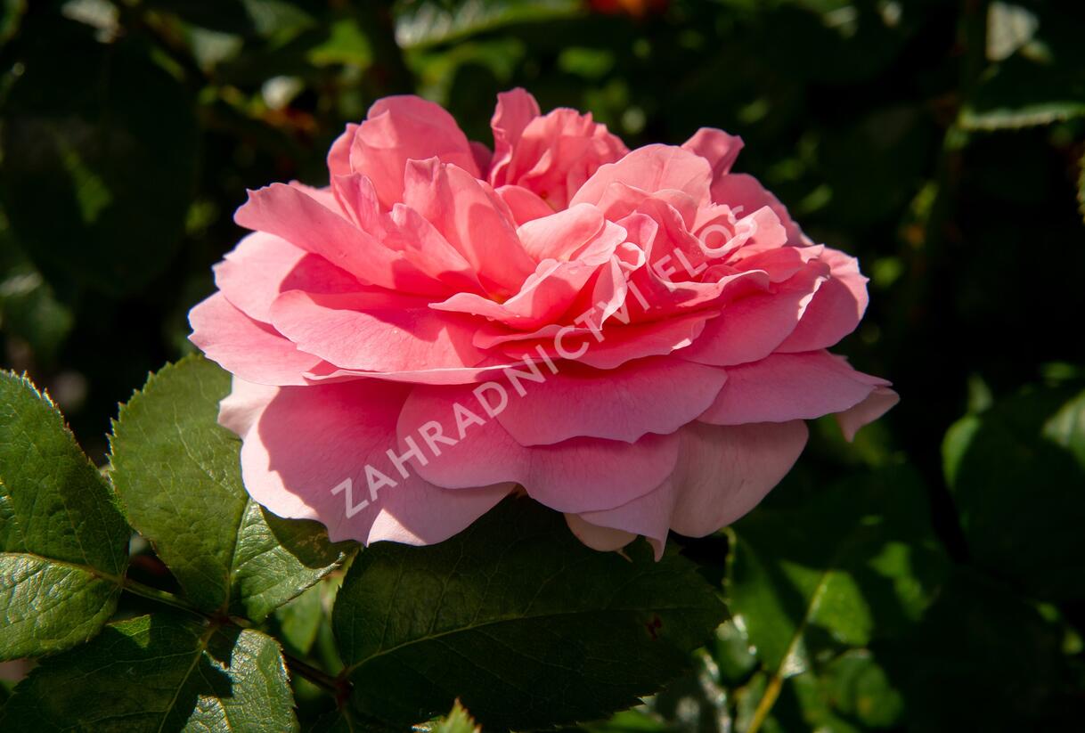 Růže mnohokvětá Kordes 'Rosenfee' - Rosa MK 'Rosenfee'