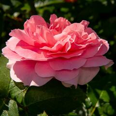 Růže mnohokvětá Kordes 'Rosenfee' - Rosa MK 'Rosenfee'