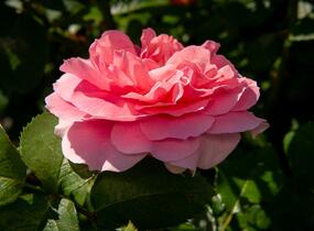 Růže mnohokvětá Kordes 'Rosenfee' - Rosa MK 'Rosenfee'