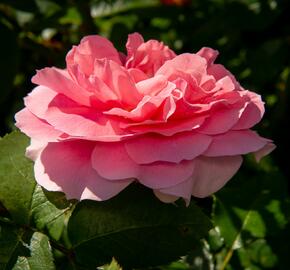 Růže mnohokvětá Kordes 'Rosenfee' - Rosa MK 'Rosenfee'