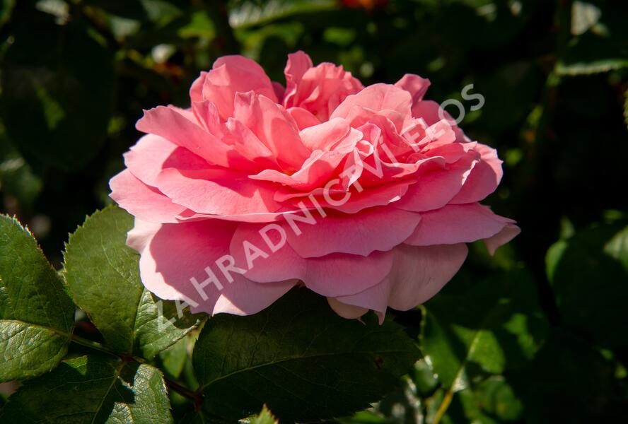 Růže mnohokvětá Kordes 'Rosenfee' - Rosa MK 'Rosenfee'