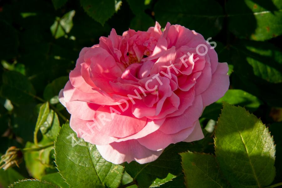 Růže mnohokvětá Kordes 'Rosenfee' - Rosa MK 'Rosenfee'