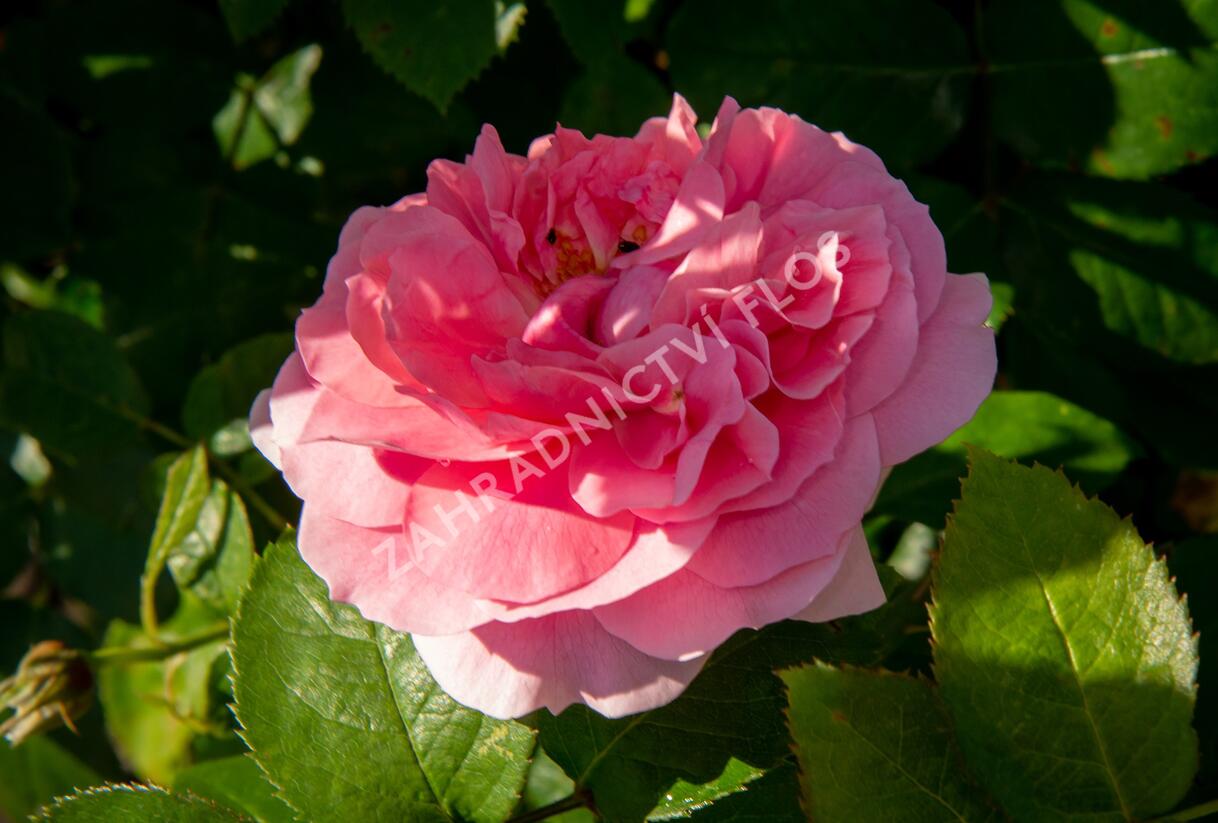 Růže mnohokvětá Kordes 'Rosenfee' - Rosa MK 'Rosenfee'
