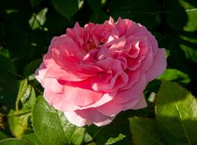 Růže mnohokvětá Kordes 'Rosenfee' - Rosa MK 'Rosenfee'
