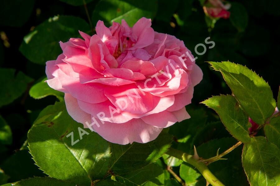 Růže mnohokvětá Kordes 'Rosenfee' - Rosa MK 'Rosenfee'