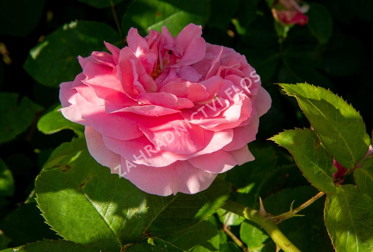 Růže mnohokvětá Kordes 'Rosenfee' - Rosa MK 'Rosenfee'