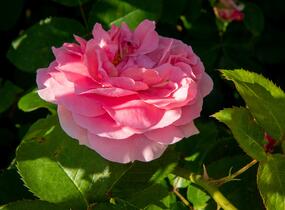 Růže mnohokvětá Kordes 'Rosenfee' - Rosa MK 'Rosenfee'