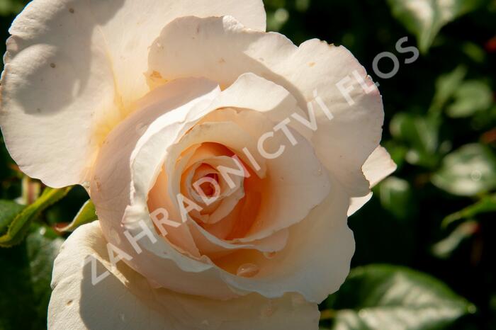 Růže pnoucí 'Eloise' - Rosa PN 'Eloise'