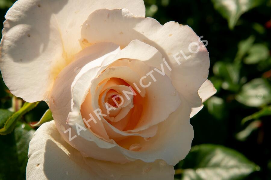 Růže pnoucí 'Eloise' - Rosa PN 'Eloise'