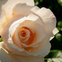 Růže pnoucí 'Eloise' - Rosa PN 'Eloise'